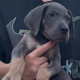 Foxy Baker - Blue and white female Great Dane puppy in Florida from Beachside Kennels