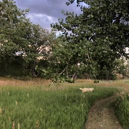Golden Retriever Puppies from Brightside Goldens