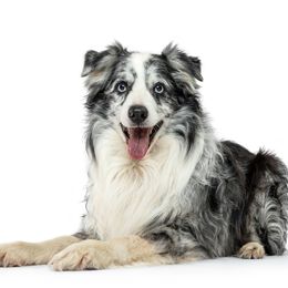 Rave - Australian Shepherd