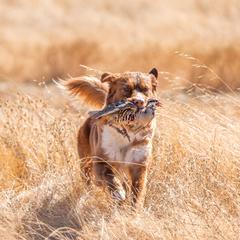 Nova Scotia Duck Tolling Retriever All Grown Up from Temperis Tollers