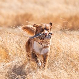 Nova Scotia Duck Tolling Retriever All Grown Up from Temperis Tollers