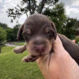Mars - Chocolate and tan male Dachshund puppy in Bentonville, Arkansas from T & D Dachshunds by design