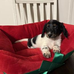 Minnie - Piebald female Dachshund puppy in Magnolia, Texas from J&R Macias Dachshunds