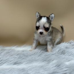 Lil Bit - Black sabled silver female Chihuahua puppy in Lee Center, New York from Alfheim-Andromeda Chihuahua's (A &A's)
