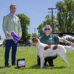 Molly - Irish Red and White Setter