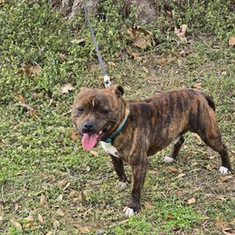 General - Staffordshire Bull Terrier