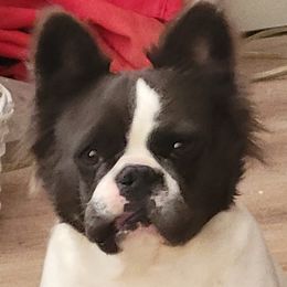 Tesla - French Bulldog