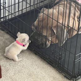 French Bulldog Puppies from Moore Puppy Love