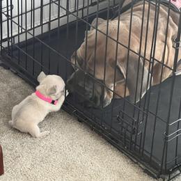 French Bulldog Puppies from Moore Puppy Love