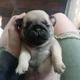 Boone - Fawn male Pug puppy in Glendale, Oregon from Azalea Pugs