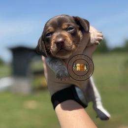 MCPF long or short hair TBD - Piebald female Dachshund puppy in Carthage, Texas from Rafter C Ranch Doxies