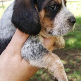 Beagles from Sable Run Farm