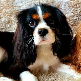 Cavalier King Charles Spaniels from Show-Me-Cavaliers