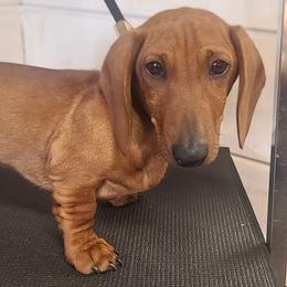 Elf-Green Collar - Red male Dachshund puppy in Greenbrier, Tennessee from Dry Creek Dachshunds