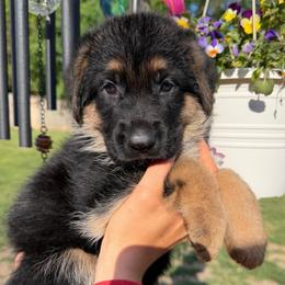 Dante - Black and red male German Shepherd puppy in Harvard, Illinois from Aus Dem Meer German Shepherds
