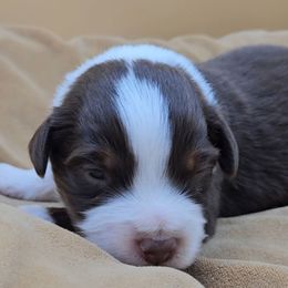Boy 3 - Red tri-color male Miniature American Shepherd puppy in Lexington, Kentucky from Deuce's Den