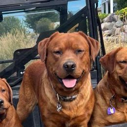 Labrador Retriever Puppies from Susan Burkey