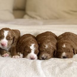 Goldendoodles from Howard House of Paws