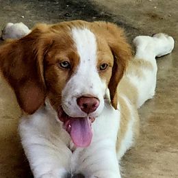 Boy 3 - Orange and white Brittany puppy in Abilene, Texas from Peacefield  Brittanys