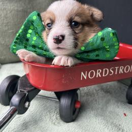 Buzz Aldrin - Red and white male American Corgi puppy in Cocoa, Florida from Cascadian Space Coast Corgis LLC