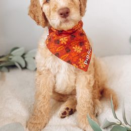 Goldendoodle Puppies from Summer Sun Doodles