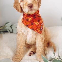 Goldendoodle Puppies from Summer Sun Doodles