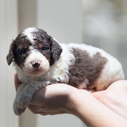 Bowser - Blue merle male Aussiedoodle puppy in Jacksonville, Florida from Lolo’s Aussiedoodle