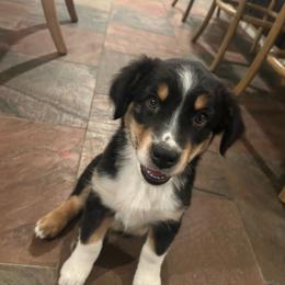 Kobe - Black tri male Miniature Australian Shepherd puppy in Shingle Springs, California from Dream Dog Mini Aussies