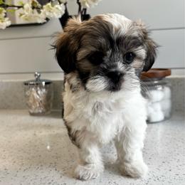 Peanut - Brindle and white female Mal-Shi puppy in Yulee, Florida from Malshipoos