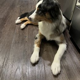 Miniature Australian Shepherd Puppies from Integrity Aussies Tx