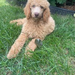 Labradoodle, Labrador Retriever, and Poodle Puppies from Quiverfull Acres