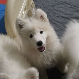 Purple girl - White female Samoyed puppy in Elwell, Michigan from Limelight Samoyeds