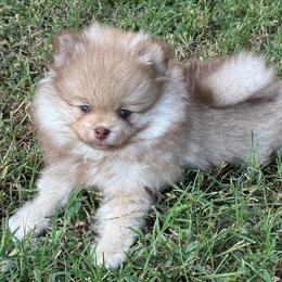 Spike - Chocolate sable male Pomeranian puppy in Inola, Oklahoma from My Bella’s Pomeranians