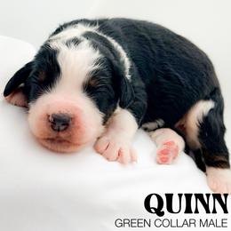 Quinn - Tri-color male Bernedoodle puppy in Tipton, Indiana from Country Creek Doodles