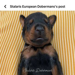 Doberman Pinscher Puppies from Stalaris Dobermans