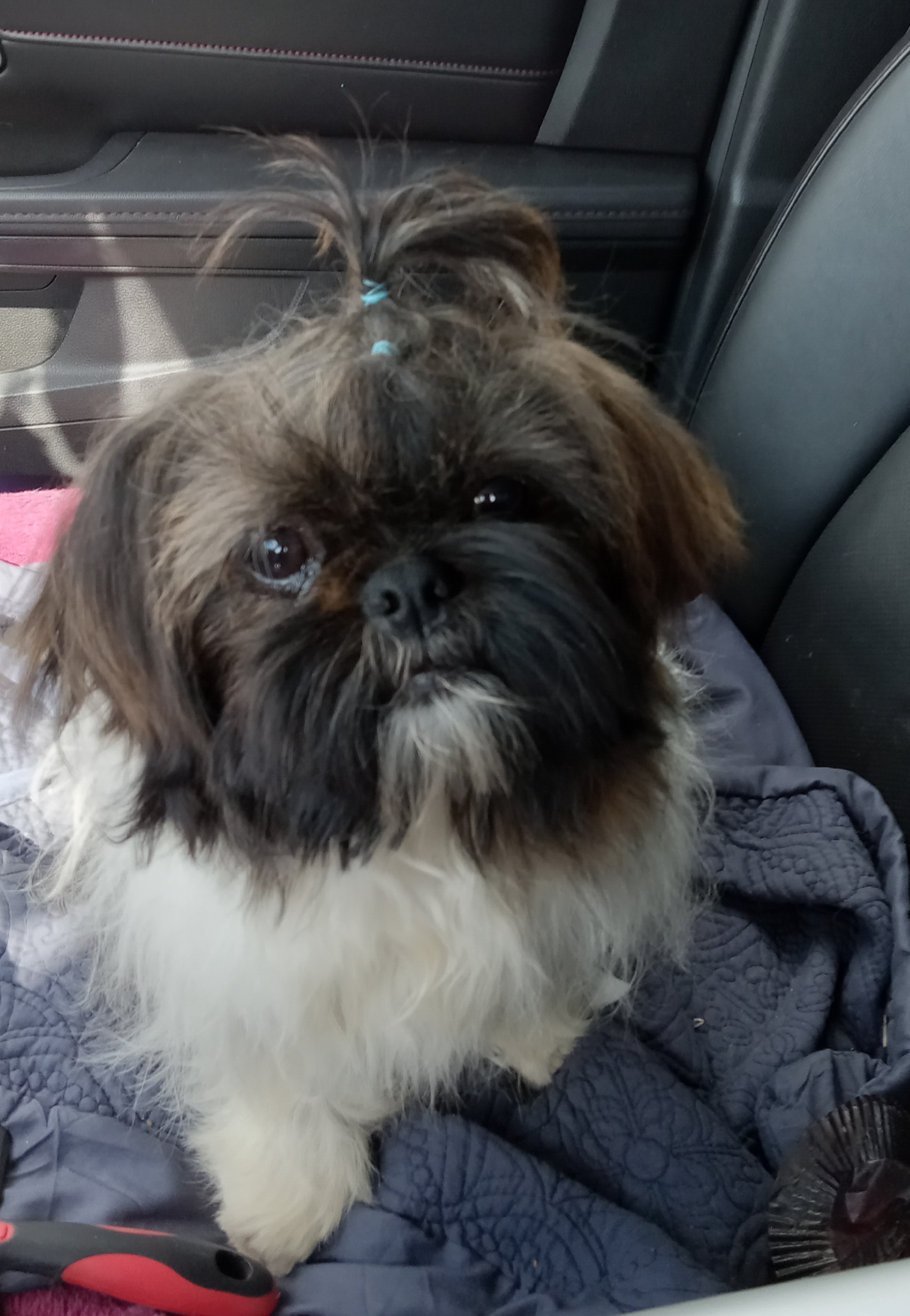 Tink - Shih Tzu