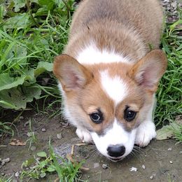 OFA parents, triple clear, boy - Red male Pembroke Welsh Corgi puppy in Harpursville, New York from Rex Farm Corgis