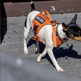 Rat Terrier Puppies from Haiku Rat Terriers