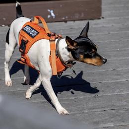 Rat Terrier Puppies from Haiku Rat Terriers