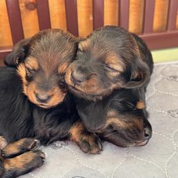 Dachshund Puppies from Mountain Thyme Homestead