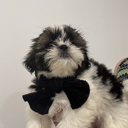 Buddy - Liver and white male Shih Tzu puppy in Ridgecrest, California from Love4Shihtzu