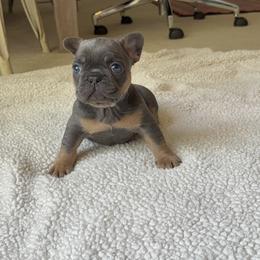 French Bulldog Puppies from River City Frenchies