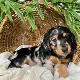 Dachshund Puppies from Down The Hill Potterdale