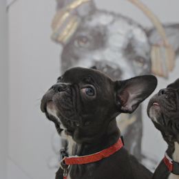 Girl 6 - Black and white French Bulldog puppy in Houston, Texas from Kiss My Frenchies