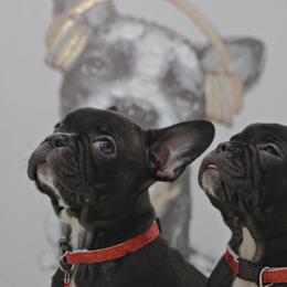 Girl 6 - Black and white French Bulldog puppy in Houston, Texas from Kiss My Frenchies