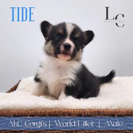 Tide - Black and tan male Pembroke Welsh Corgi puppy in Pine Village, Indiana from NL Horsemanship
