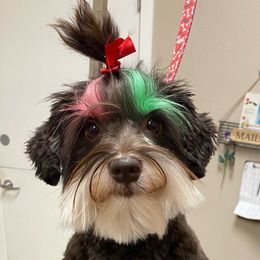 Penny - Miniature Schnauzer