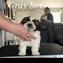Wheezer - Red and white male Shih Tzu puppy in Doña Ana County, New Mexico from White Sands Shih Tzu's