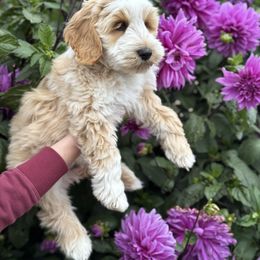 Australian Labradoodle Puppies from Grand Peaks Labradoodles