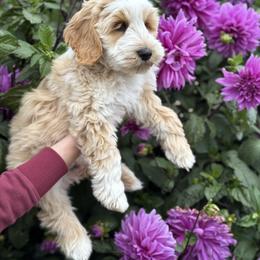 Australian Labradoodle Puppies from Grand Peaks Labradoodles